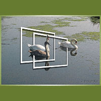 Swans on the lake.